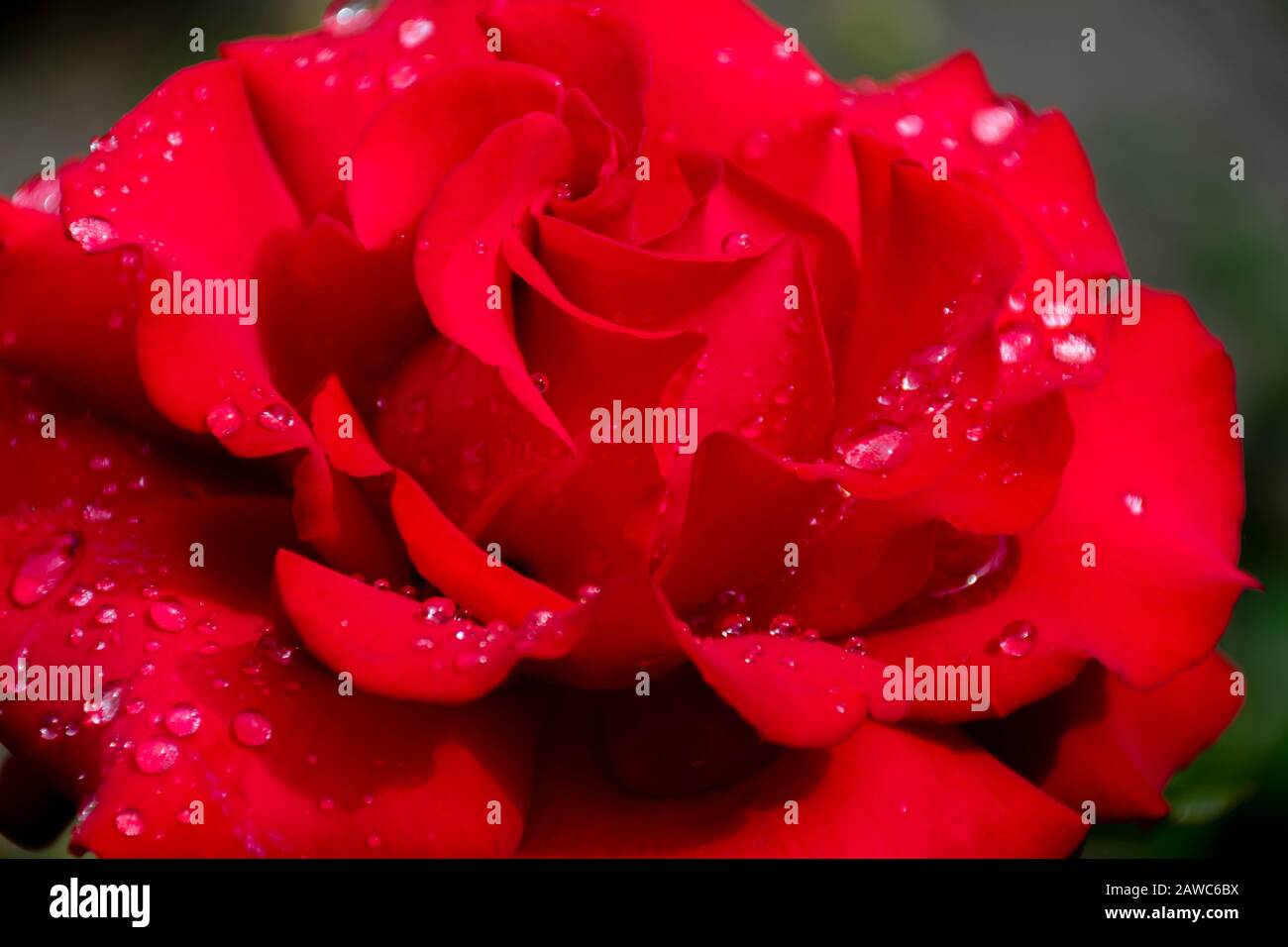 Rosa roja con gotas de lluvia sobre pétalos Foto de stock