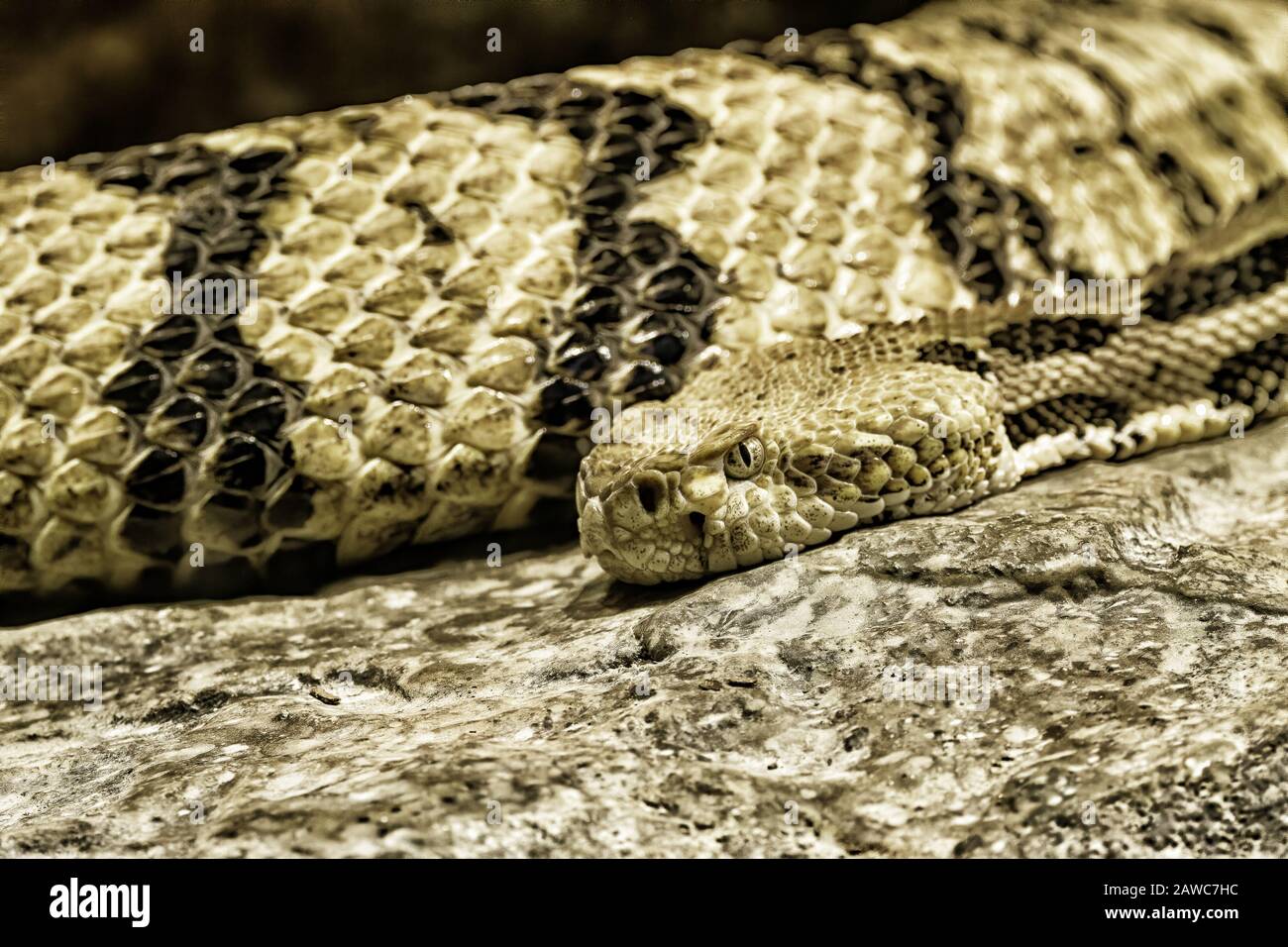 Madera Rattlesnake Descansando en una roca Foto de stock