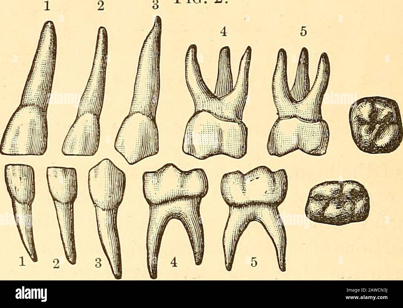 Los principios y la práctica de la odontología operatoria . cuspids y bicuspids representan los