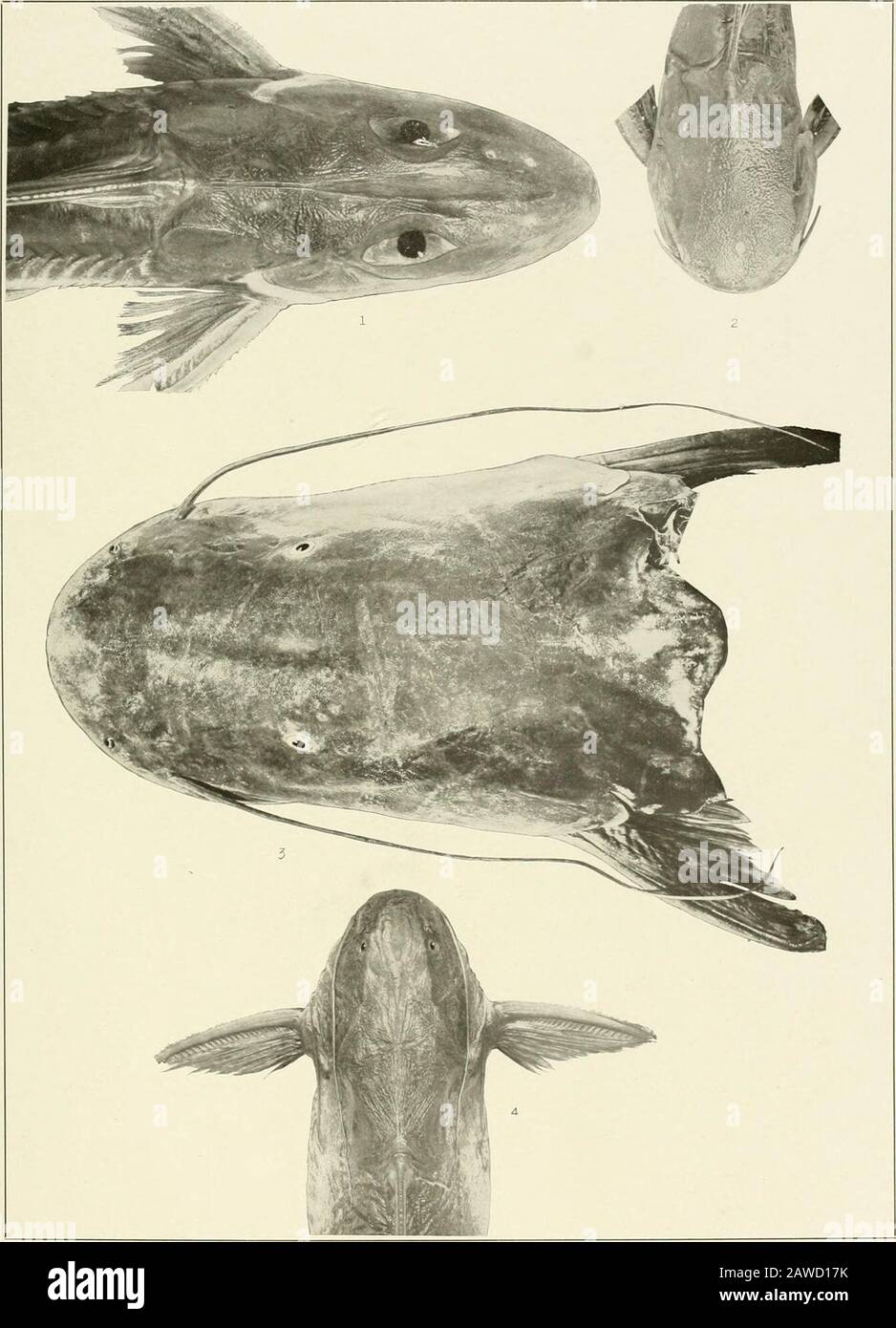 Los Peces De Agua Dulce De La Guayana Britanica Incluyendo Un Estudio De La Agrupacion Ecologica De Especies Y La Relacion De La Fauna De La Meseta Con La De Las Tierras Los Peces De Agua Dulce De La Guayana Britanica Incluyendo Un Estudio De La Agrupacion Ecologica De Especies Y La Relacion De La Fauna De La Meseta Con La De Las Tierras
