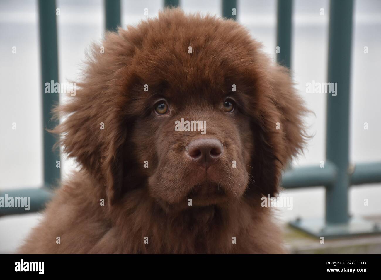 Perro cachorro de Terranova marrón cheloso con piel esponjosa Fotografía de  stock - Alamy