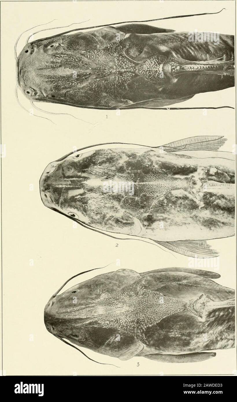 Los Peces De Agua Dulce De La Guayana Britanica Incluyendo Un Estudio De La Agrupacion Ecologica De Especies Y La Relacion De La Fauna De La Meseta Con La De Las Tierras Los Peces De Agua Dulce De La Guayana Britanica Incluyendo Un Estudio De La Agrupacion Ecologica De Especies Y La Relacion De La Fauna De La Meseta Con La De Las Tierras