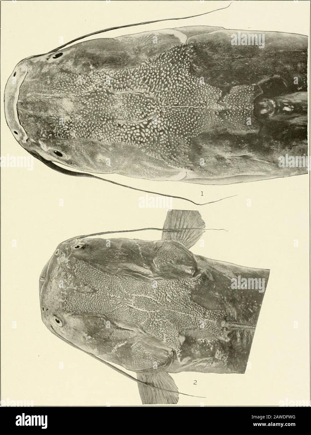 Los Peces De Agua Dulce De La Guayana Britanica Incluyendo Un Estudio De La Agrupacion Ecologica De Especies Y La Relacion De La Fauna De La Meseta Con La De Las Tierras Los Peces De Agua Dulce De La Guayana Britanica Incluyendo Un Estudio De La Agrupacion Ecologica De Especies Y La Relacion De La Fauna De La Meseta Con La De Las Tierras