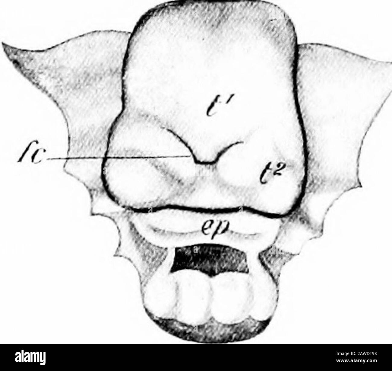 glotis y epiglotis fetal cerdo