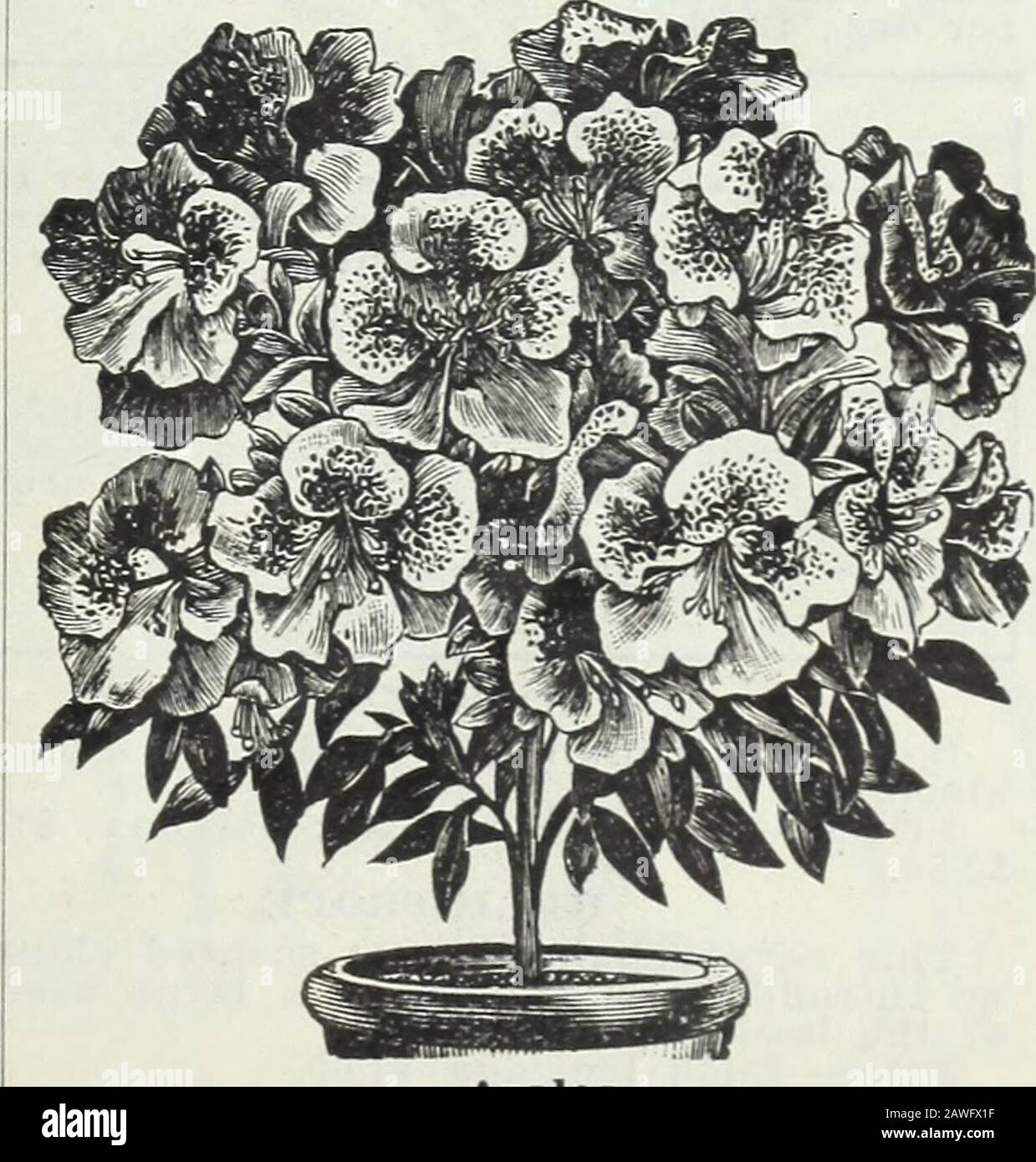Bulbos y plantas : otoño de 1906 . m blanco puro tosalmon, rosa y rosada,  incluyendo muchos beau-*f{i6HT£o tiful mottled clases. Las plantas de  £Rt6om> como de costumbre, son grandes-tfe** y tupido