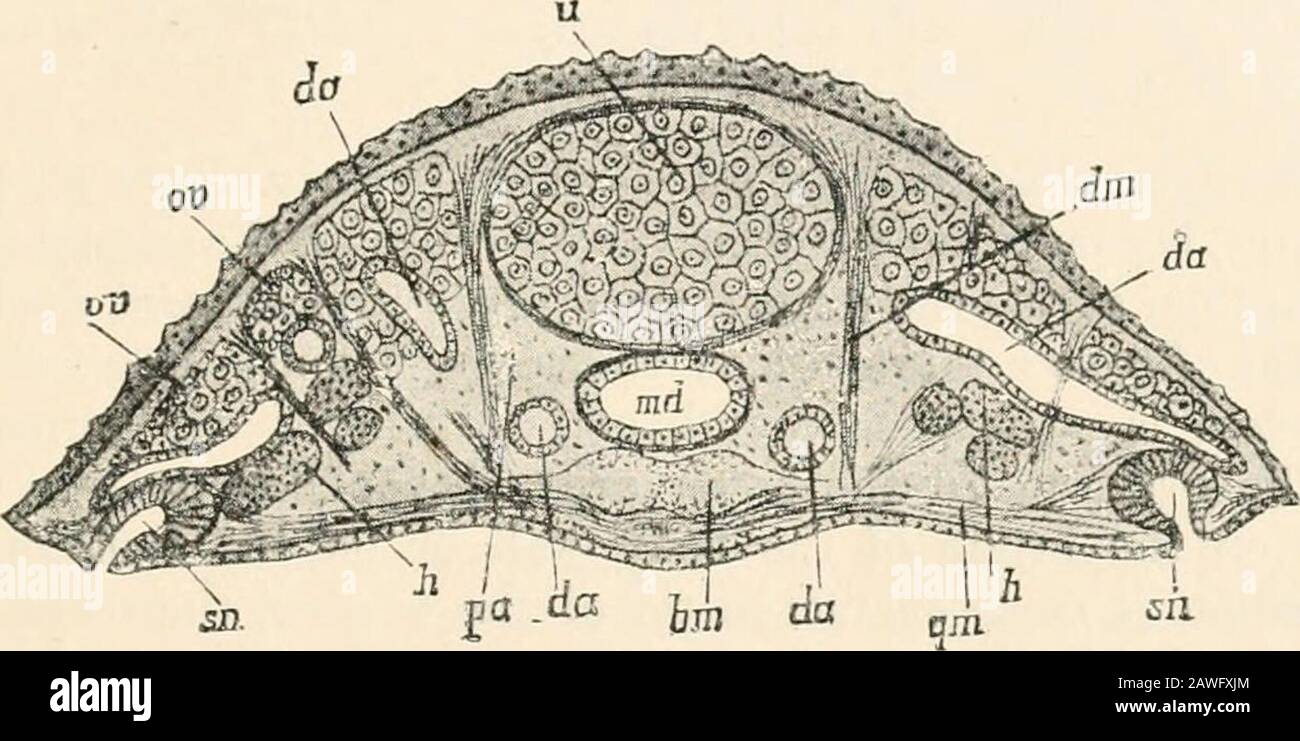 Libro de texto de anatomía comparativa . Organización de Myzostorua cirriferum, después de v. Injerto. A la izquierda están representados el parapodia(p), los suctores (sn) y el aparato genital masculino. A la derecha las entericramas (&lt;/«) y los ovarios (o). C, Cirri; php, tentáculos faríngeos ; ph, faringe; ft, faringeografía ; enfermedad, estómago (intestino medio); ed, intestino posterior; útero ; ivo, abertura genital femenina, que enterola cloaca; Mo, abertura de los músculos moviéndose; apopm; s6, vesícula espermática; vd, deferentes; li, testículos ; p, parapodia con ganchos y soporte Foto de stock