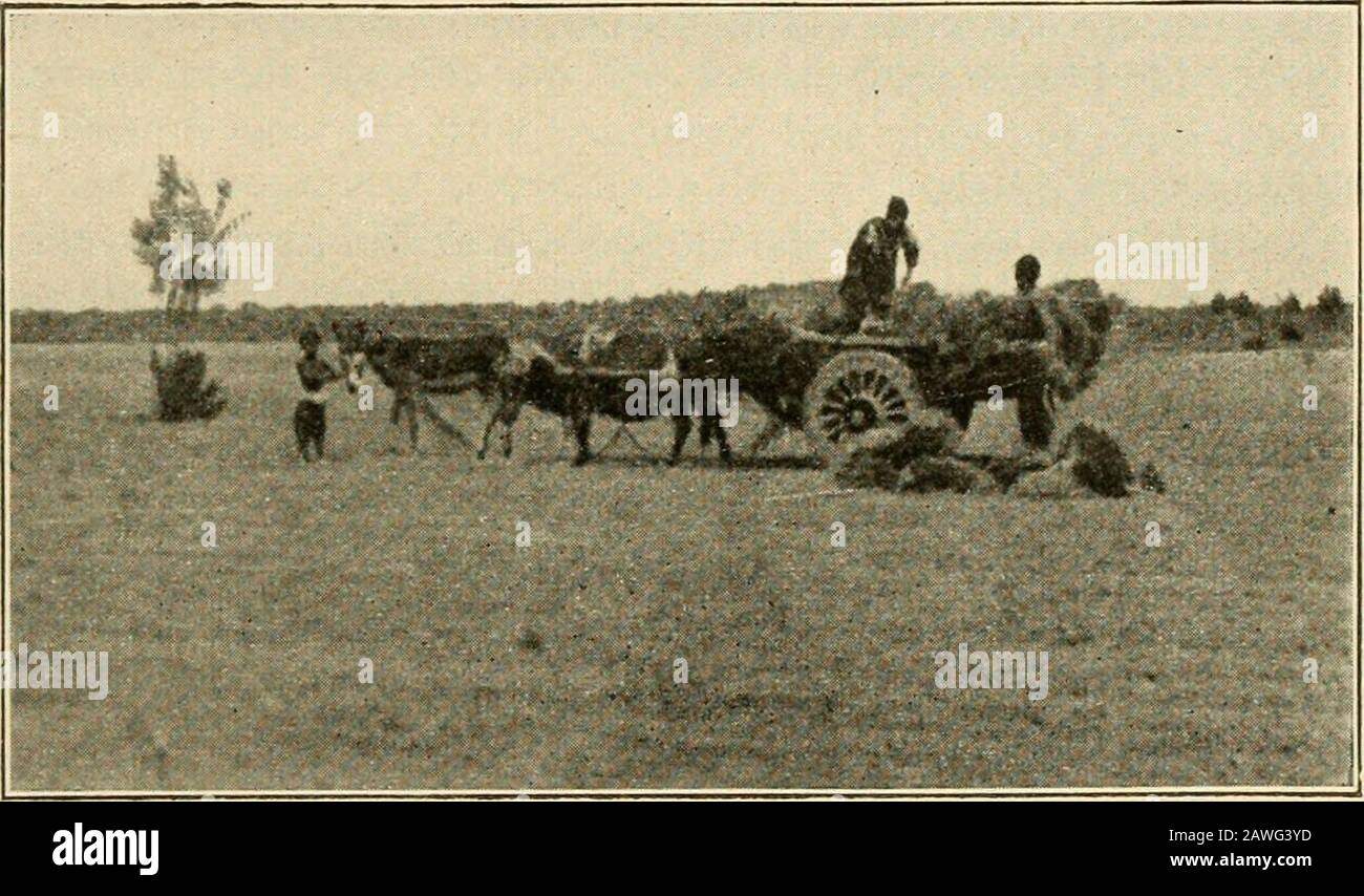 Burro Atado Fotos e Imágenes de stock - Página 4 - Alamy