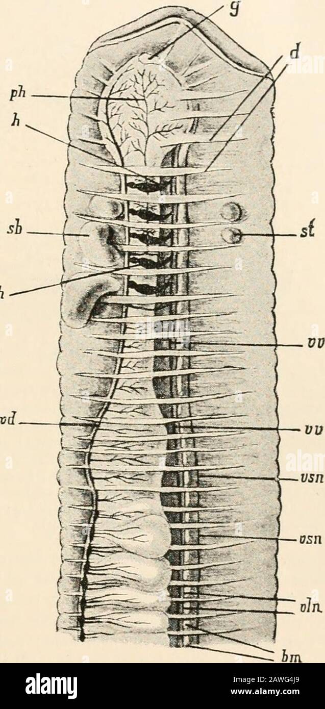 Libro de texto de anatomía comparativa . l vesículas ; vd,ramas que surgen  en cada segmento del vaso dro-sal; vv, vaso ventral; vsn, subneural el  primer par de vasos laterales del vaso;