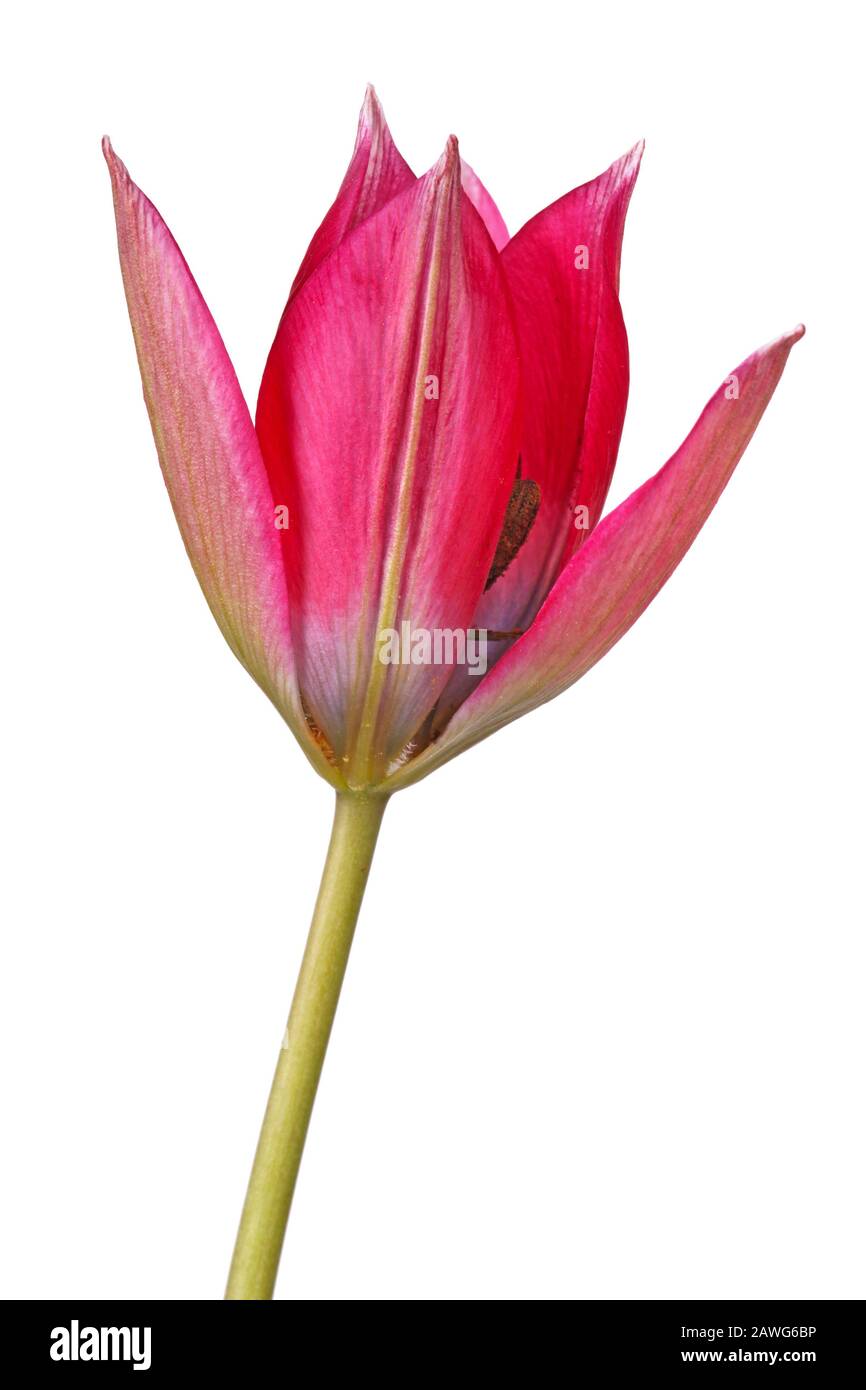 Flor única de un cultivar de tulipán rojo-purpúliano (especie Tulipa) aislado sobre fondo blanco Foto de stock