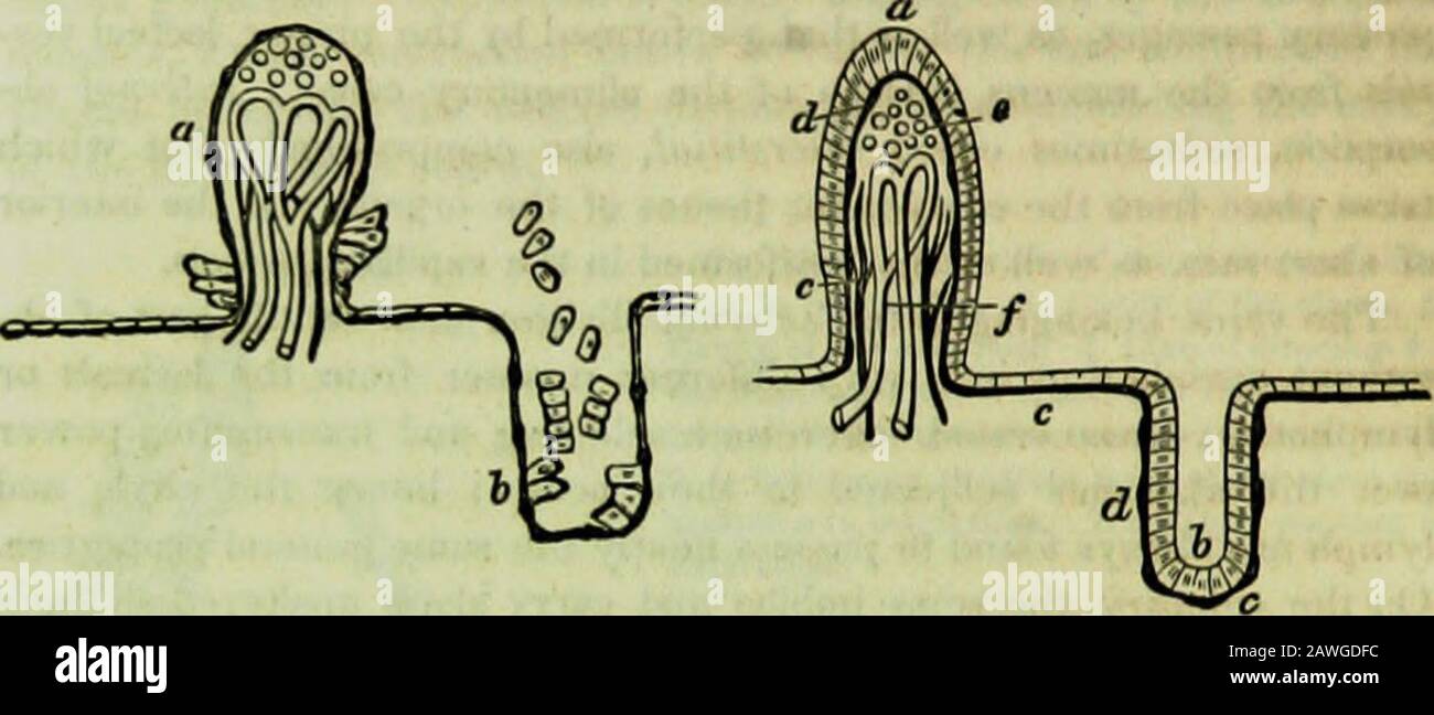 La enciclopedia hidropática : un sistema de hidropatía e higiene en ocho partes ..designed como guía para familias y estudiantes, y un libro de texto para médicos . 272 FISIOLOGÍA. A los vasos absorbentes, ya sea por un proceso de deliquescencia o explosión, su lugar siendo suministrado por células frescas, y por lo tanto el proceso es con-tinued hasta que el material nutritivo se agota; después de lo cual el vellosidades, previamente turgido, se vuelve fláccido, y el epitelio, que fue removido durante el proceso de absorción, se renueva; los vesielsentonces lacteal se convierten en los vasos absorbentes intersticiales del intestino Foto de stock