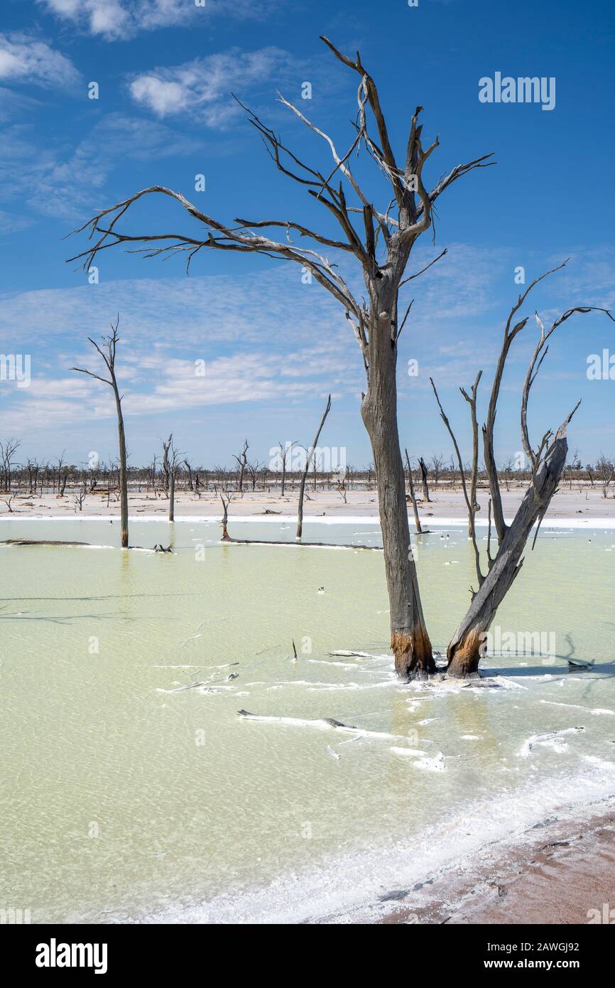 Troncos de árboles muertos en Job Lake, un lago de sal cerca de Beacon, Australia Occidental Foto de stock