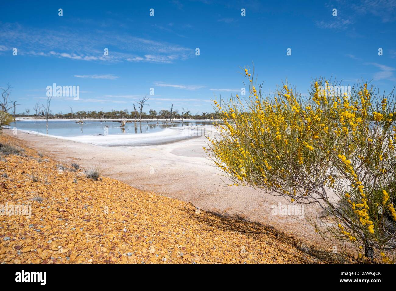 Pequeño matorral cubierto de flores silvestres amarillas que crecen al lado de Job Lake, un lago de sal cerca de Beacon, Australia Occidental Foto de stock