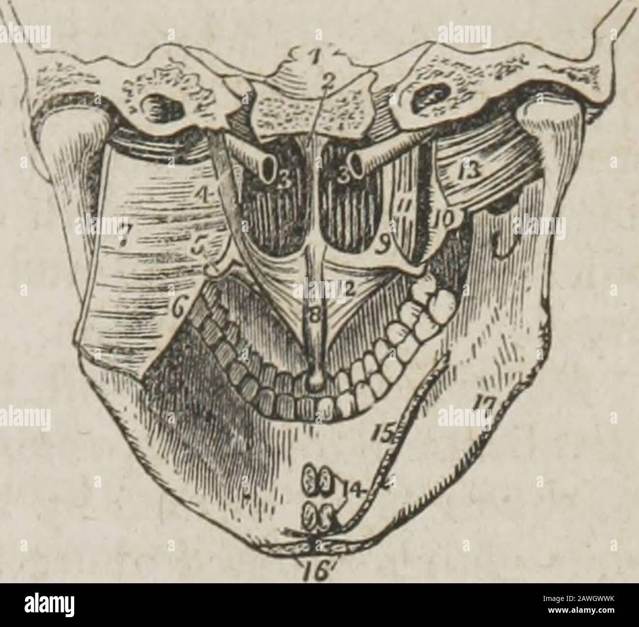 Sistema de anatomía humana, general y especial. Emovedado de la superficie posterior del paladar