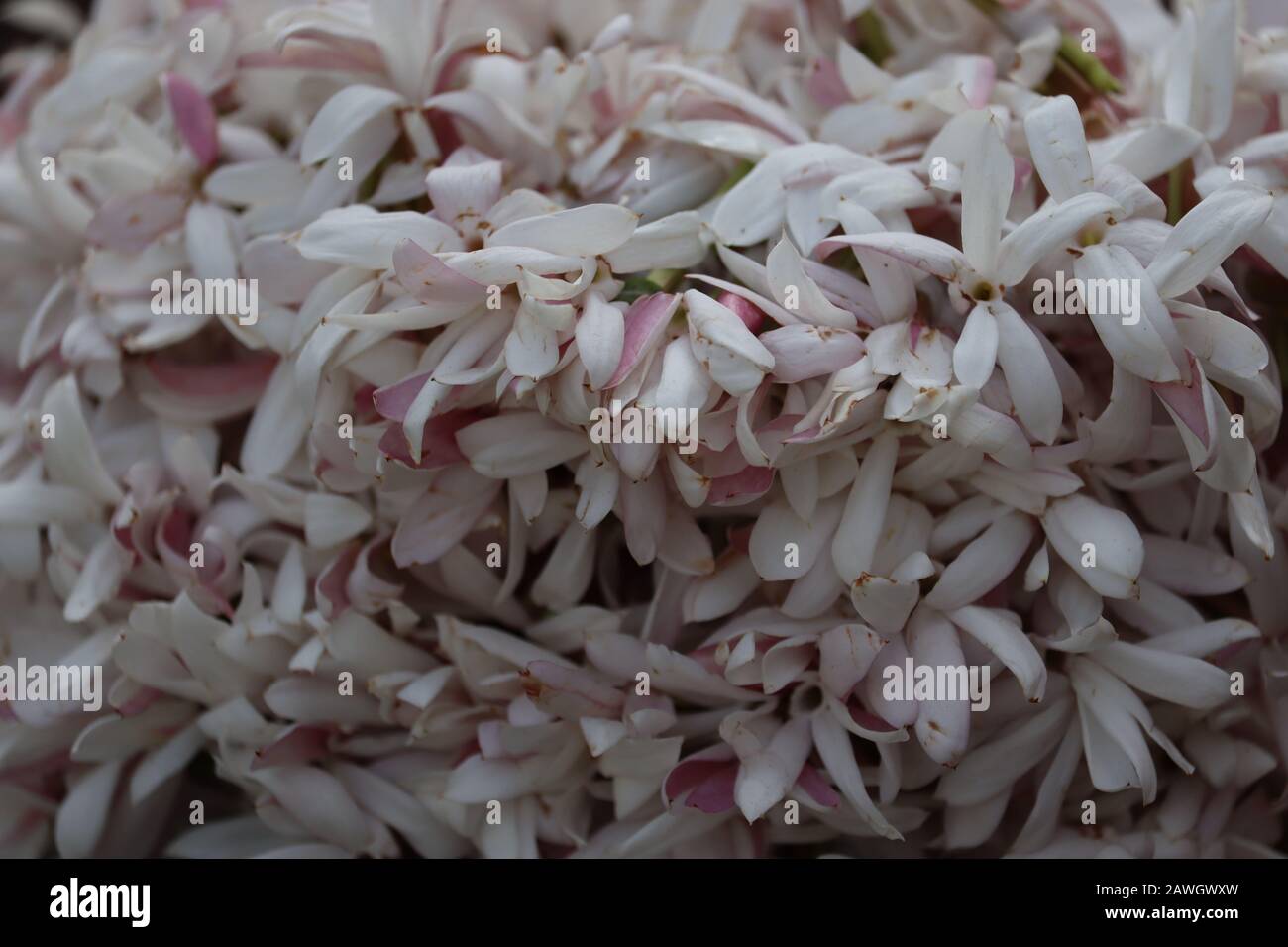 Ramo de jazmines fotografías e imágenes de alta resolución - Alamy