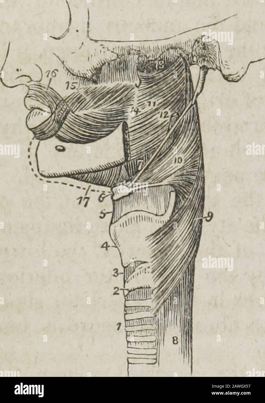 Un sistema de anatomía humana, general y especial . está superpuesto