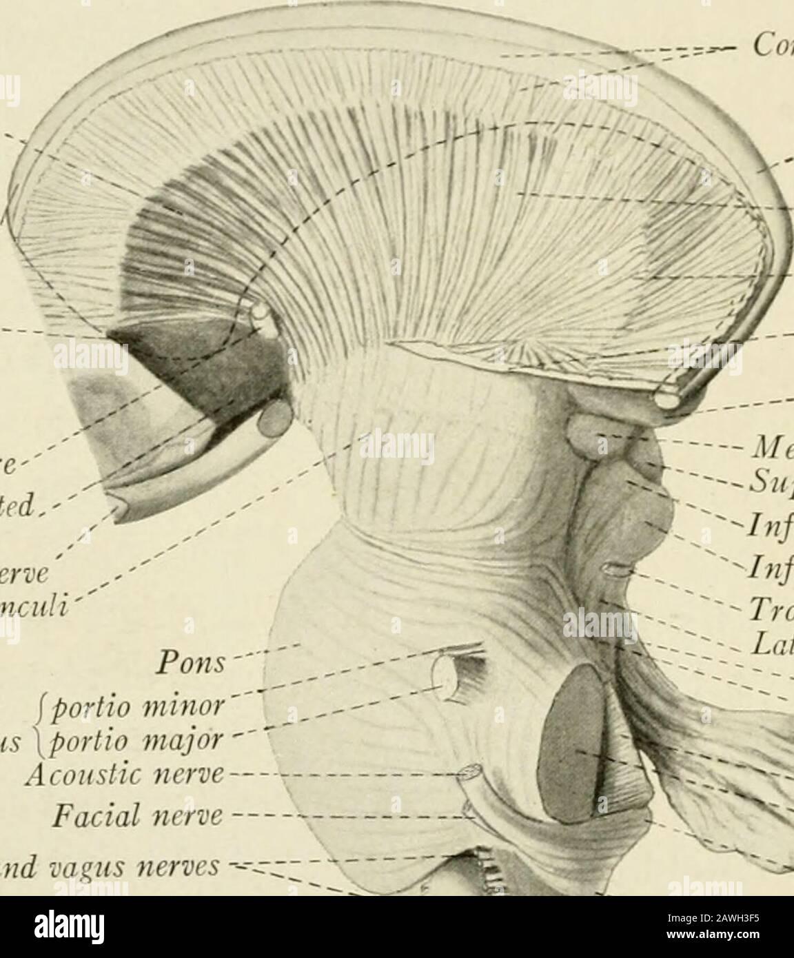Pedunculos cerebelosos medios fotografías e imágenes de alta resolución Alamy