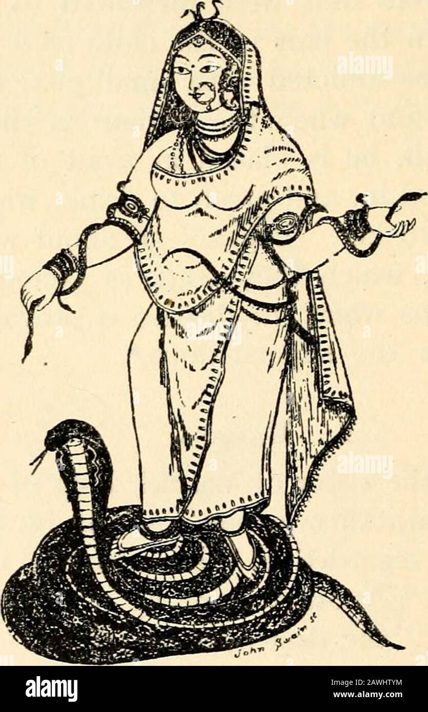 Mitología hindú, védica y Purānic . ious.* 2. El hombre asa.Manasa es la hermana de Vasuki, rey de las serpientes ; la esposa de Jaratkaru, un sabio ; y siendo la reina de las serpientes se considera la protectora de los hombres de esos reptiles. Otro nombre por el cual ella es knownis Vishahara, el destructor del veneno, Generalmente, las ofrendas se hacen a ella sin ninguna imagen que se está haciendo, una rama de un árbol, una cacerola de agua, un snakeser de earthen su representante ; cuando su imagen es hecha, es la de una mujer vestida de serpientes, sentada ona loto, o de pie sobre una serpiente. Una canción Foundedupon la siguiente historia con Foto de stock