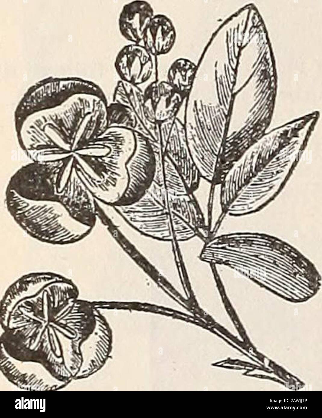Catálogo general de árboles frutales y ornamentales, arbustos, rosas, etc . RRTS KHODODENDRON. Bahía. Los Rhododendrons son magníficos arbustos Evergreen con flores. Todos prefieren un suelo turnoso y una situación somewhatshaded. Las variedades Catawbiense son las más duras, y tienen éxito en nuestro clima mejor que cualquier otro.En esta latitud requieren ser protegidas en invierno. Kh. Plántulas Catawbiense. Catawba Rosbbat. D. cúmulos redondos de flores lila y violeta. Plantas con brotes de flores de 18 a 24 pulgadas. $1.50.Kh. Aarieties Nombrado — Plantas En Ciernes. D. surtido fino de colores. Plantas con flor Foto de stock