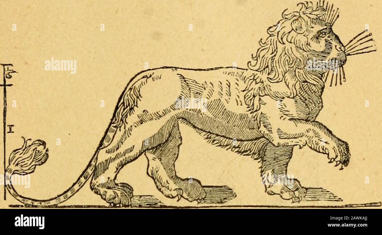 Histoire de l'anatomie plastique : les maitres, les livres et les écorchés . Fie. 4I. Ptanche DOSTÉOtOCI E. (Juan de Arphe. Varia coinmensur-acionpara la esculiura y arquitectura.) XVI- SIÈCLE. 137 peut ajouter que sa mémoire Ta singulièrement trahi.. Fie. 42. Le tlOK. (Juan de Arphe. Varia conmensuración para la escuUura y arqullfclura.) Foto de stock