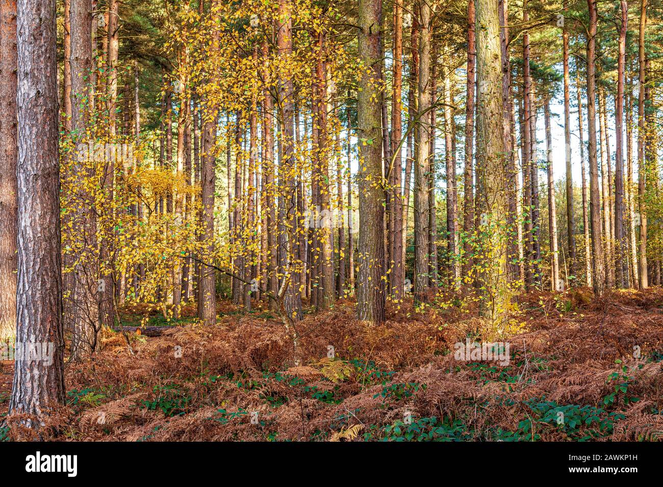 Bosque De Pinos Otoñales En El Bosque De Sherwood, Nottinghamshire, Inglaterra Foto de stock