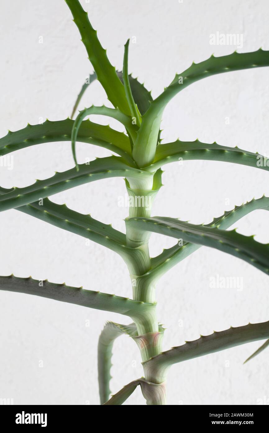 Aloe vera sobre fondo blanco. Alto beneficio como hierba con propiedades  medicinales Fotografía de stock - Alamy