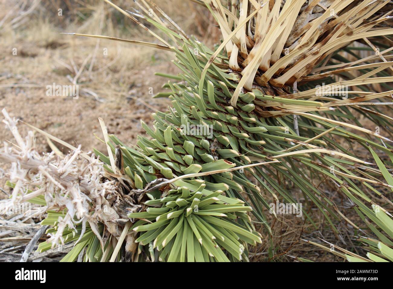El truncamiento del follaje en esta Yucca Brevifolia, un desierto del sur de Mojave nativo en el Parque Nacional Joshua Tree, es probablemente causado por Los Packrats. Foto de stock