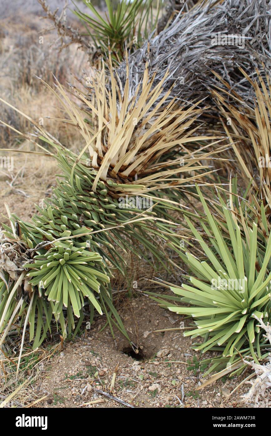 El truncamiento del follaje en esta Yucca Brevifolia, un desierto del sur de Mojave nativo en el Parque Nacional Joshua Tree, es probablemente causado por Los Packrats. Foto de stock