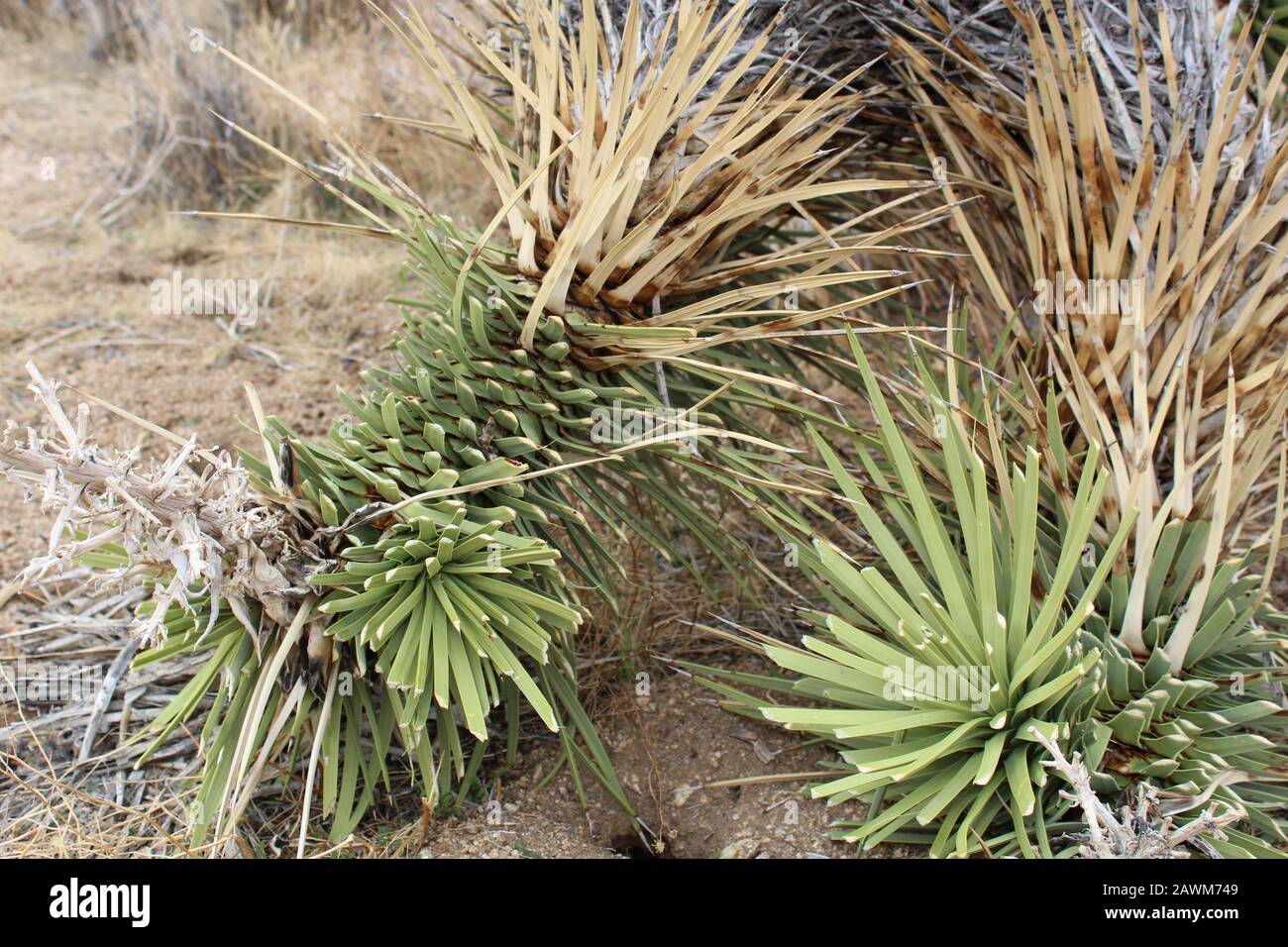 El truncamiento del follaje en esta Yucca Brevifolia, un desierto del sur de Mojave nativo en el Parque Nacional Joshua Tree, es probablemente causado por Los Packrats. Foto de stock