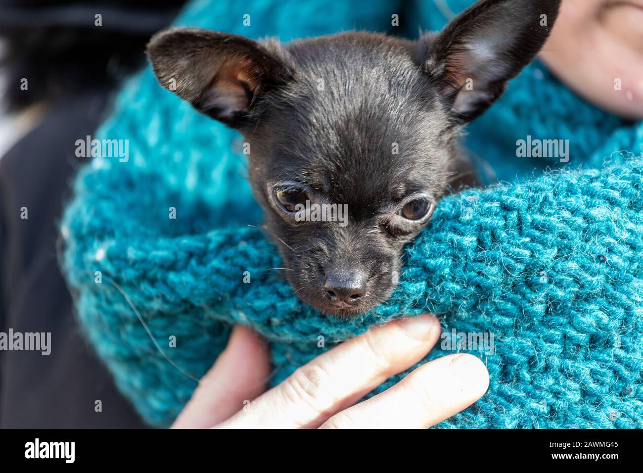 Cartoon cute chihuahua dog icon fotografías e imágenes de alta resolución -  Alamy