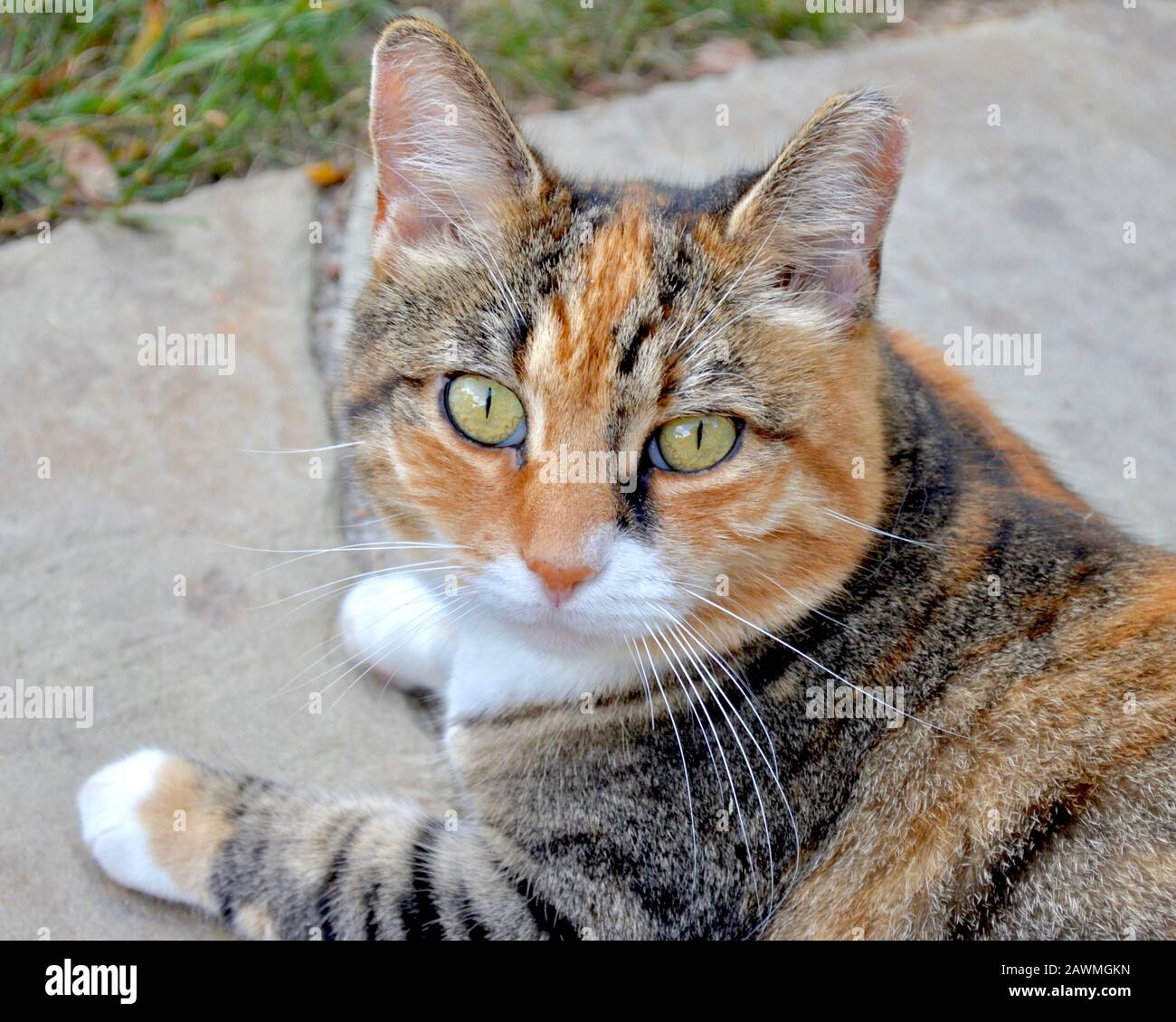 Retrato de hermoso gato feral naranja, negro y blanco con una oreja recortada. Primer plano. Foto de stock