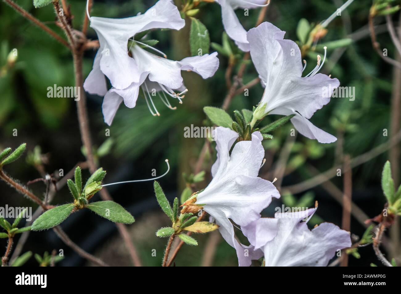 Flores en forma de campana de rododendron blanco brillante de estilo minimalista en macro. Fondo verde difuminado con luz natural y pequeñas hojas oscuras Foto de stock