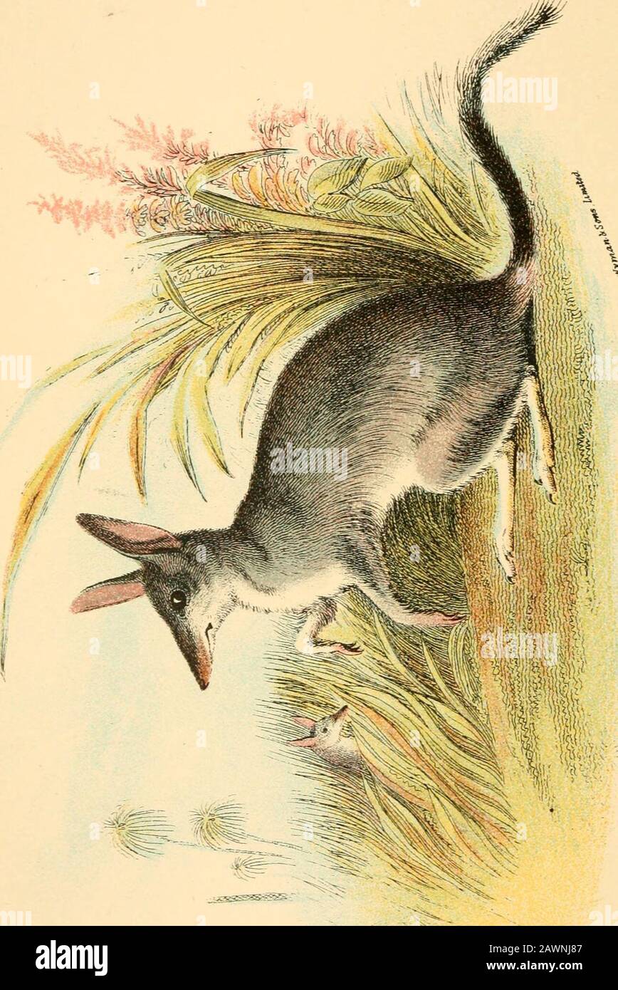 Un libro de mano a los marsupialia y monotremata . En los hábitos los Bandicoots son fossoriales e insectívoros, aunque muchos subsisten con una dieta mixta. LOS BANDICOOTS DE CONEJO. GÉNERO PERAGALE. Feragalea, Gray, in Grays Australia, Appendix, vol.ii., p. 401(1841). Forma ligera y delicada; hocico largo y estrecho; longitud de los oídos; pie delantero con el primer y tercer dedo rudimentaryy sin garras, y los tres medios largos y furnishedcon fuertes garras curvas; sin rastro del primer dedo del pie (hallux) del pie trasero externamente; extremidades traseras mucho más largas que el par delantero; suelas de los pies traseros pilosas; cola larga, Foto de stock