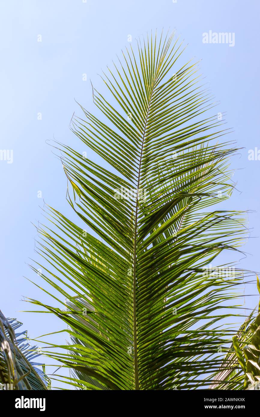 Primer plano de hojas de palma verde vuelve a un cielo azul claro en un día soleado. Foto de stock