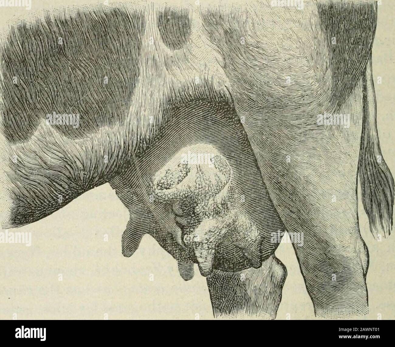 Manual de inspección de la carne . el nismo tiene el poder de producir en  la ubre una septicemia que se propaga y causa la muerte del animal conhiu  unos días. Los