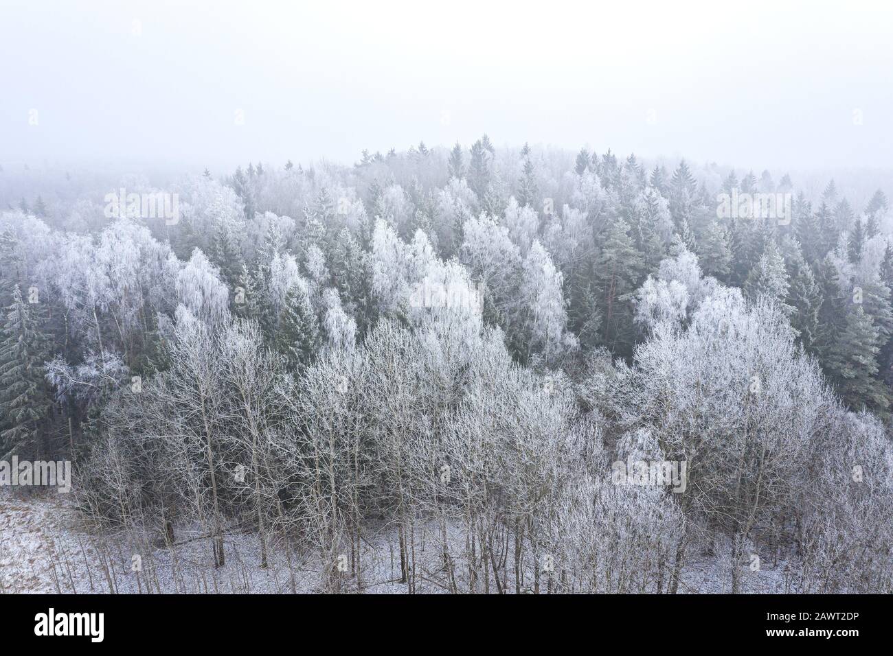 árboles en bosque mixto cubiertos de hoarfrost. paisaje de invierno niebla. vista aérea desde el drone Foto de stock