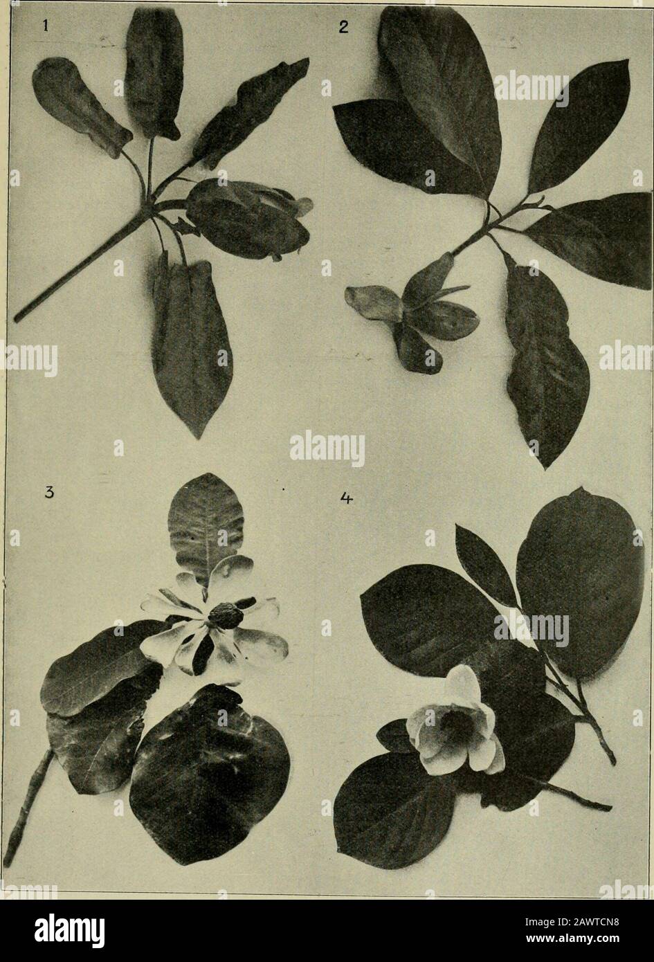 Mitteilungen der Deutschen Dendrologischen Gesellschaft . r sind erst anliegend,spí¤ter abstehend; die Blumenblà¤tter sind 4â5 cm breit und 10â12 cm lang. Magnolia hypoeuca S. et Z. Von diesem herrlichen Baum, dessenWachstum ein üppiges ist, habe ich eine vor 6 Jahren gesetzte Pflanze, diedamals 1,50 m hoch, heute eine Höhe von 4,80 m erreicht hat; Im Aussehenerinnert hypoeuca ganz an tripetala, nur bildet letztere mehr einen sich ver-zweigenden Busch oder Halbbaum, während hypoeuca mächtig in die Höhe strebt.Die Blüte sieht der Yulan¤hnda, Blütenblätâb et db Foto de stock