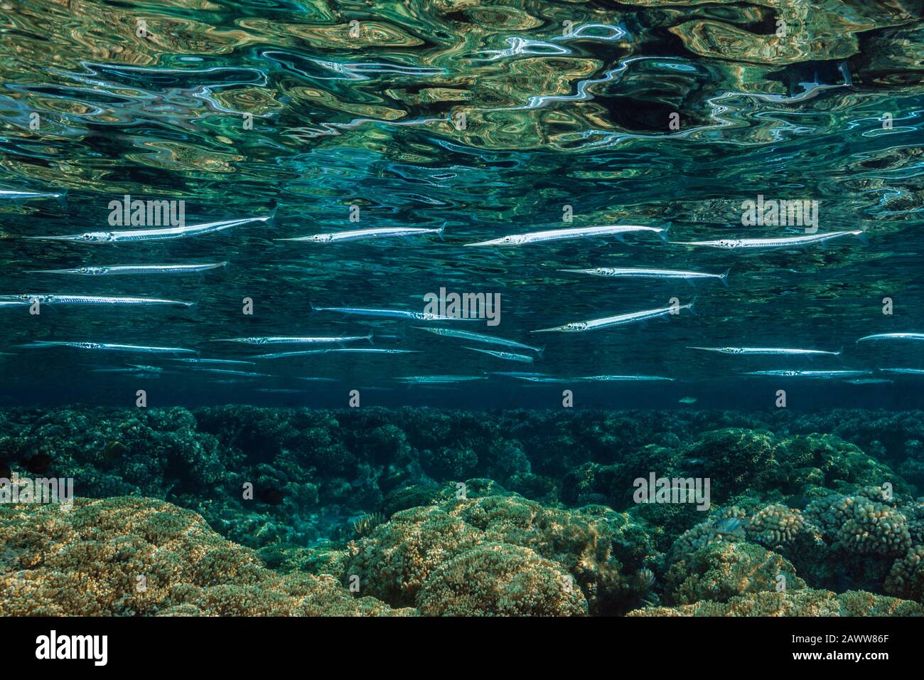 Shoal Of Needlefishes On Reef Top, Strongylura Incisa, Fakarava, Tuamotu Archipel, Polinesia Francesa Foto de stock