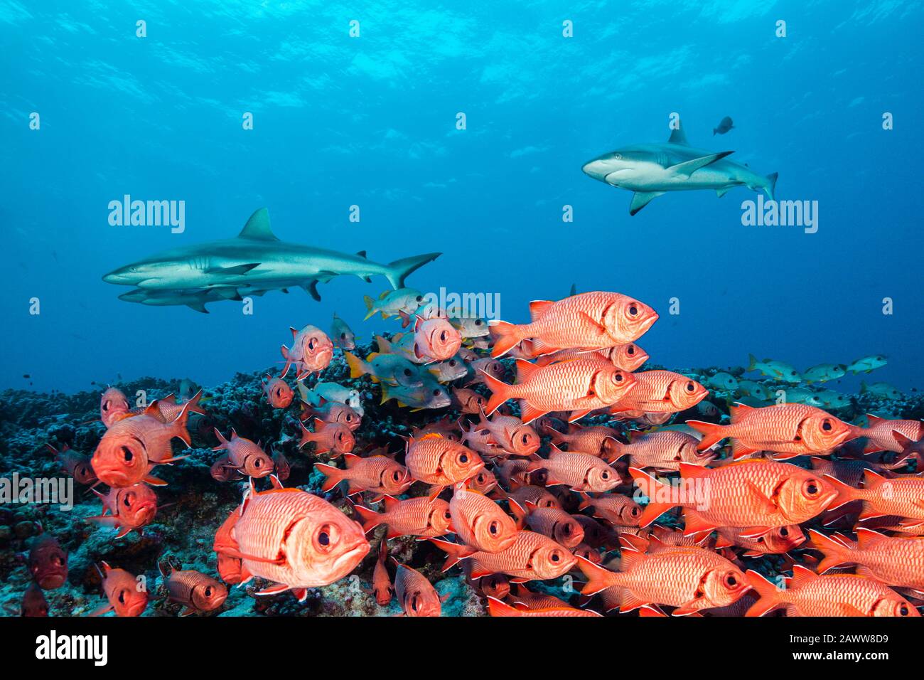 Shoal De Blotcheye Soldierfish, Myripristis Berndti, Fakarava, Tuamotu Archipel, Polinesia Francesa Foto de stock