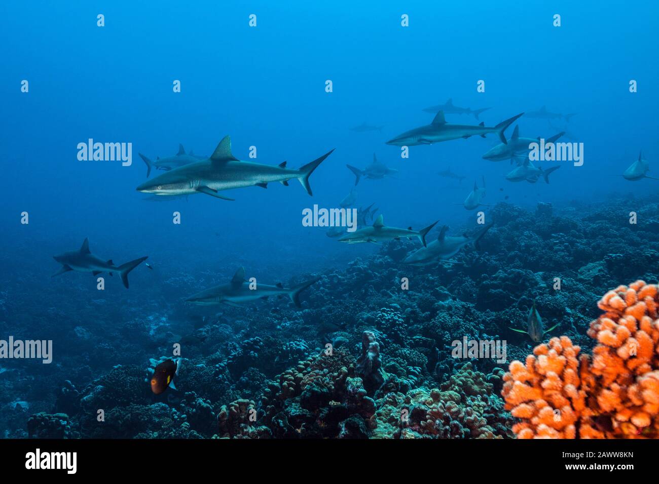 Tiburón Arrecife Gris, Carcharhinus Amblirhynchos, Fakarava, Tuamotu Archipel, Polinesia Francesa Foto de stock