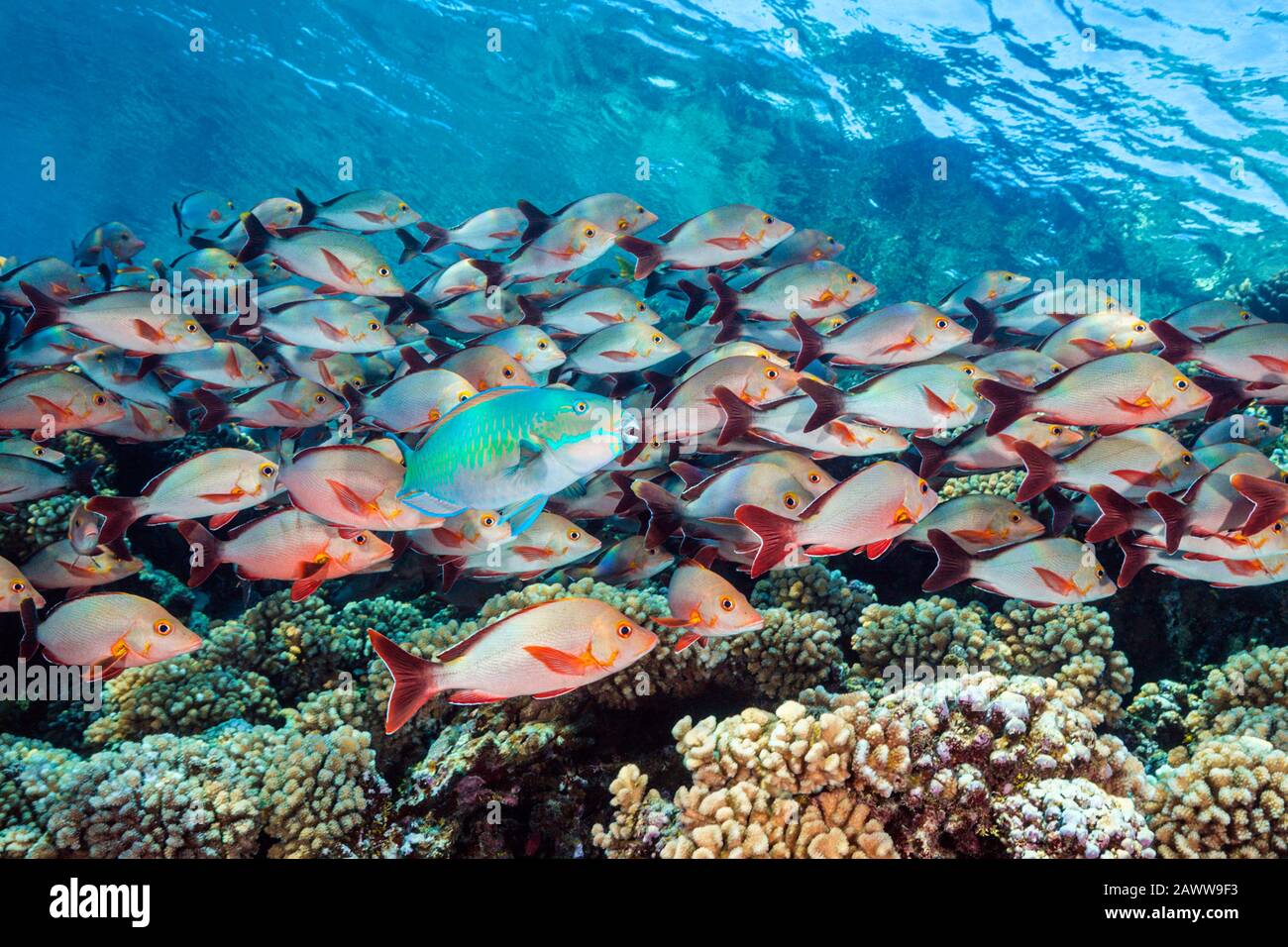 Shoal De Humpback Snapper, Lutjanus Gibbus, Fakarava, Tuamotu Archipel, Polinesia Francesa Foto de stock
