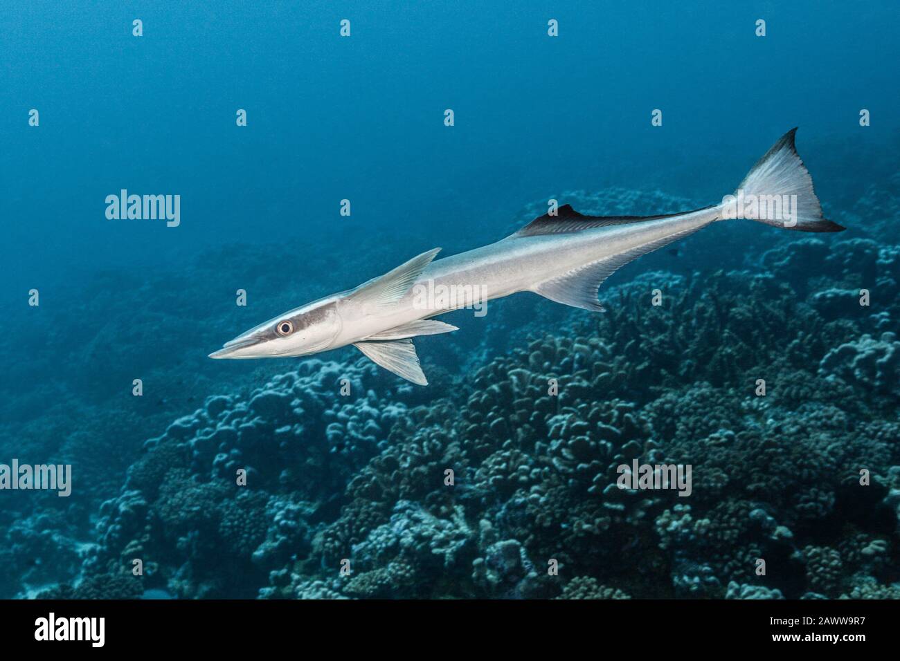 Suckerfish, Echeneis Naucrates, Fakarava, Tuamotu Archipel, Polinesia Francesa Foto de stock