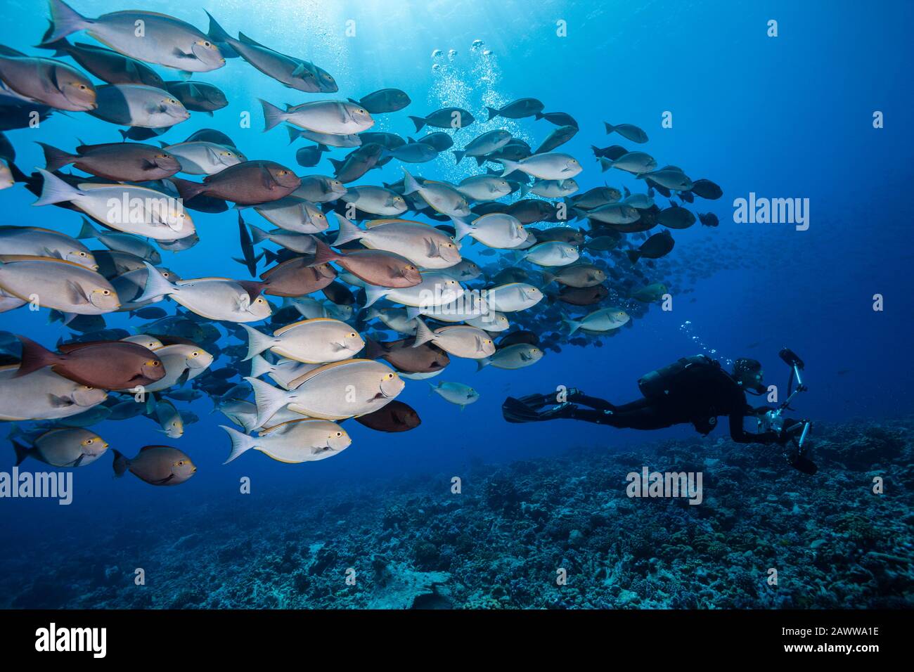 Shoal De Elongate Surgeonfish, Acanthurus Mata, Fakarava, Tuamotu Archipel, Polinesia Francesa Foto de stock