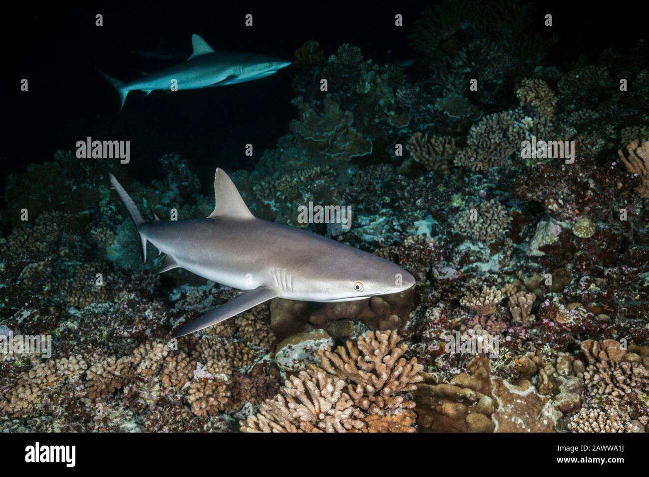 Caza De Tiburones En El Arrecife Gris Por La Noche, Carcharhinus Amblyrhynchos, Fakarava, Tuamotu Archipel, Polinesia Francesa Foto de stock