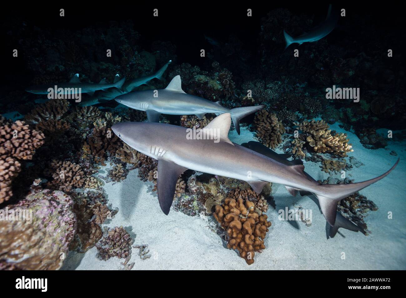 Caza De Tiburones En El Arrecife Gris Por La Noche, Carcharhinus Amblyrhynchos, Fakarava, Tuamotu Archipel, Polinesia Francesa Foto de stock