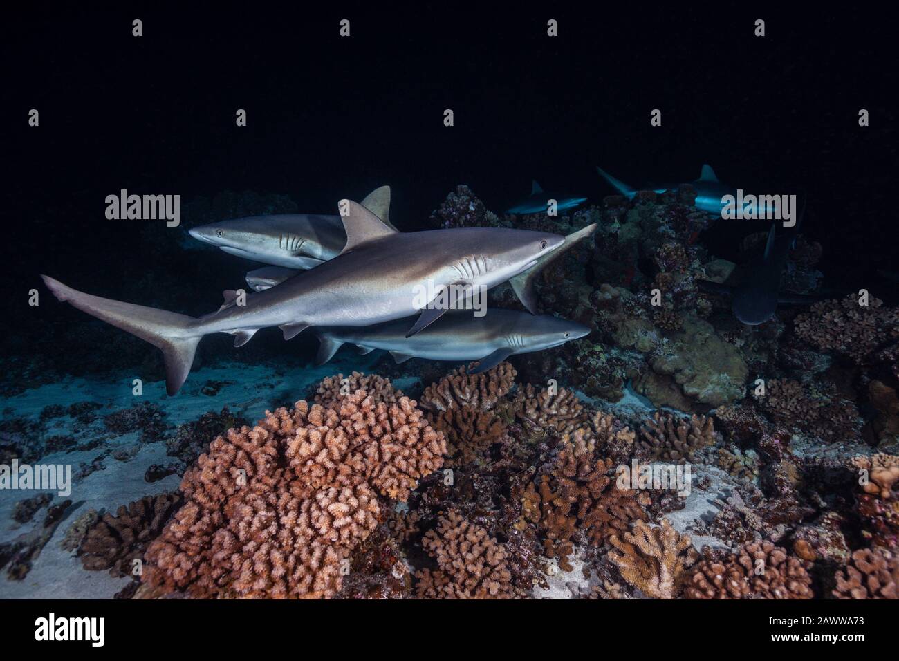 Caza De Tiburones En El Arrecife Gris Por La Noche, Carcharhinus Amblyrhynchos, Fakarava, Tuamotu Archipel, Polinesia Francesa Foto de stock