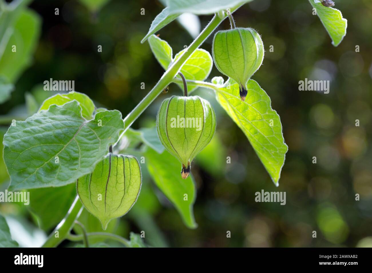 Fruto en forma de linterna de la arándano del Cabo - Physalis peruviana, iluminado por el sol de verano. Foto de stock