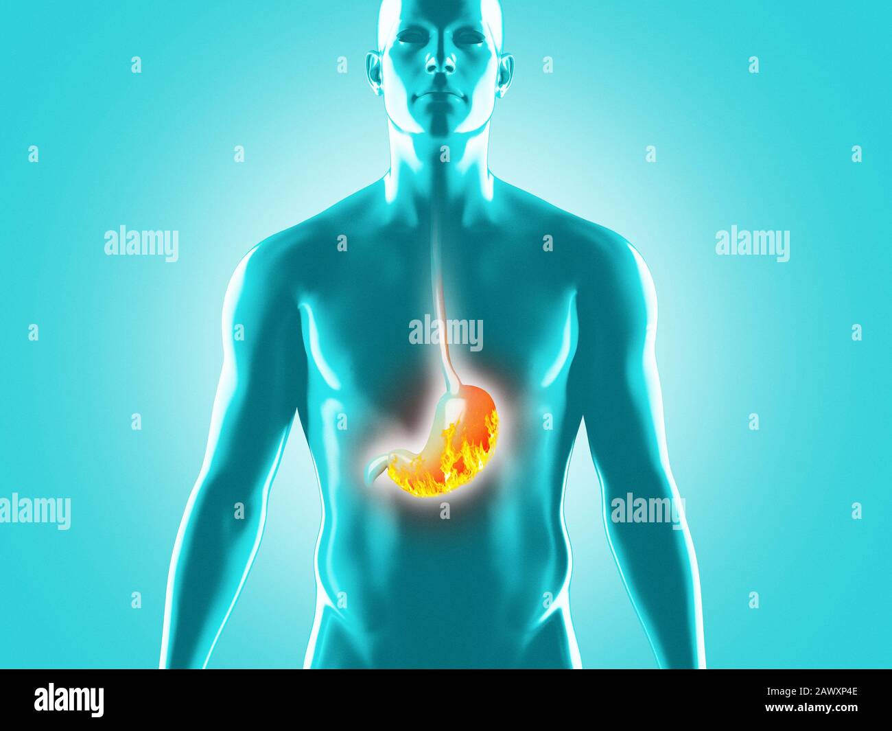 Anatomía del sistema digestivo humano, ilustración de representación 3D Foto de stock