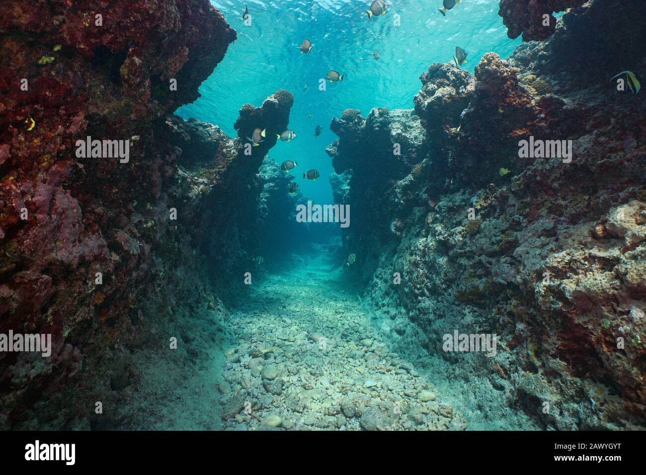 Paisaje marino submarino, una estrecha trinchera con algunos peces en un arrecife rocoso erosionado por el oleaje, el océano Pacífico, la Polinesia Francesa, Oceanía Foto de stock