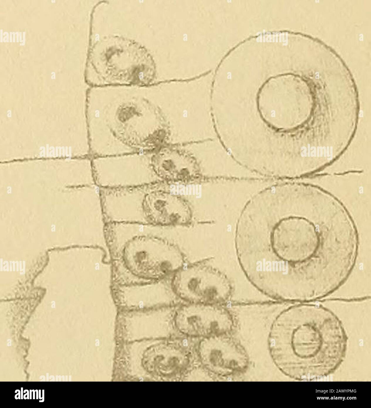 El Diario de la Sociedad Linneana de Londres . Eerjeau Uth. ESTRUCTURA