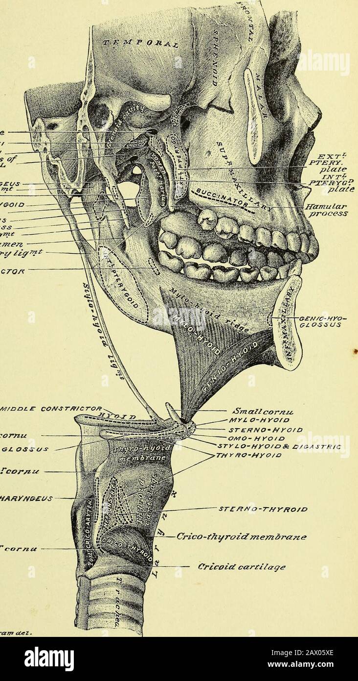 Anatomia Humana Practica Recurso Electronico Una Guia De Trabajo Para Estudiantes De Medicina Y Una Lista De Referencia Para Cirujanos Y Medicos Jkt Cohn Ad Natural Del Plate 190 Leva Tor Pa
